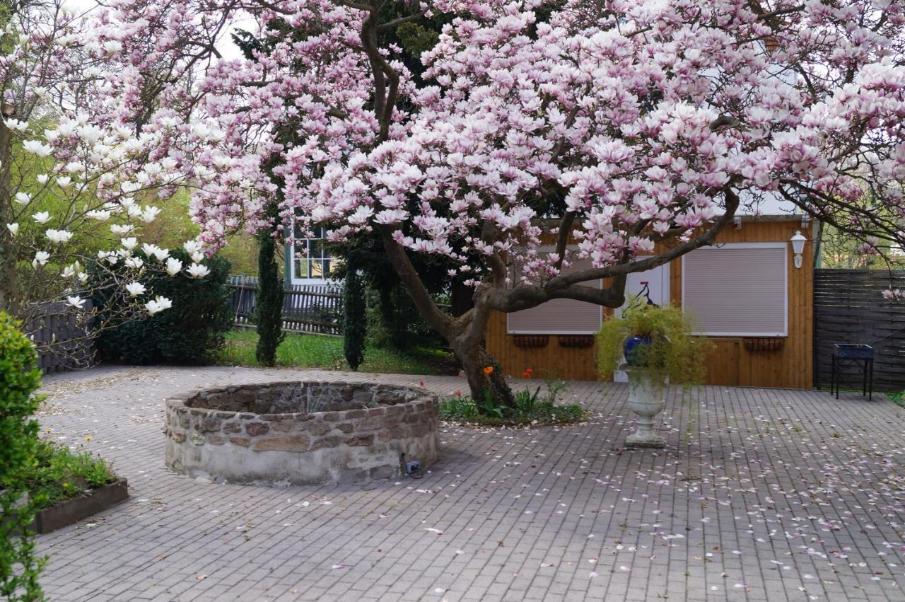 Hotel Am Kurpark Bad Suderode Exteriör bild